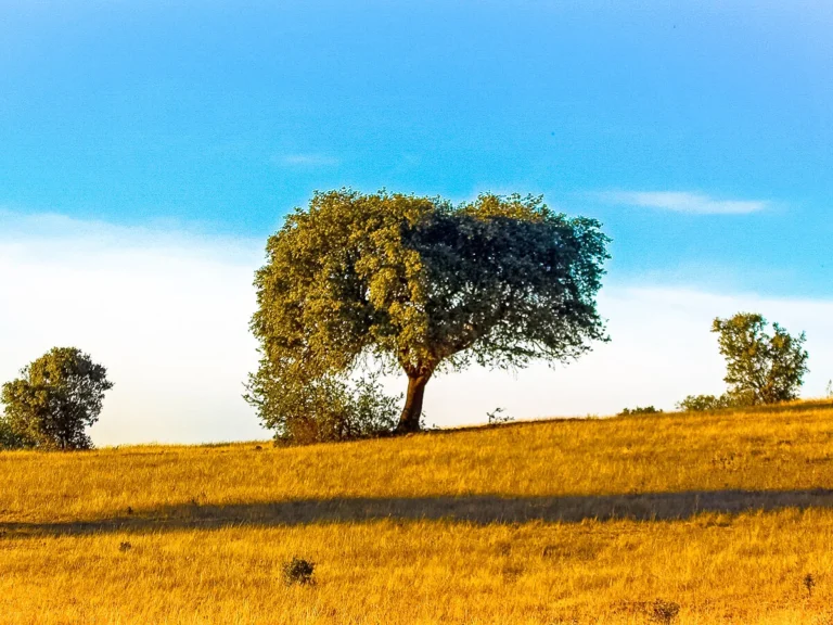 Experience the Heart of Portugal: Alentejo