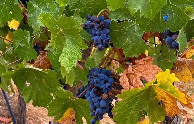 Wine Experiences Portugal